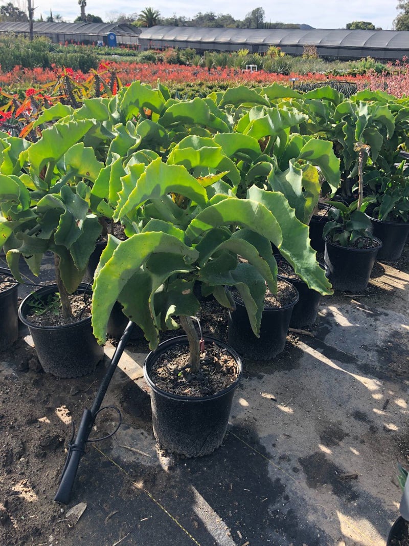 Photo for Kalanchoe beharensis var. subnuda (Naked Feltleaf)