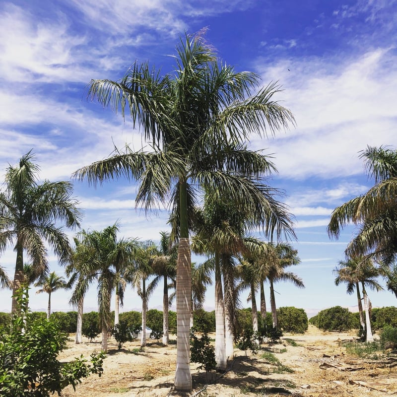 Photo for Roystonea regia (10' BTH) (Cuban Royal Palm)