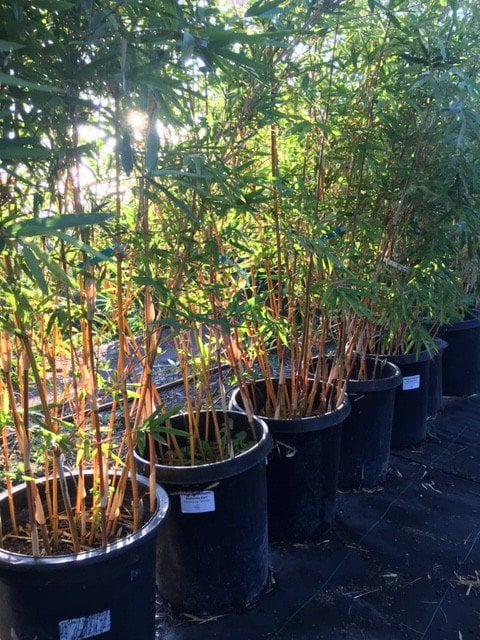 Photo for Bambusa multiplex 'Alphonse Karr' (Alphonse Karr Bamboo)