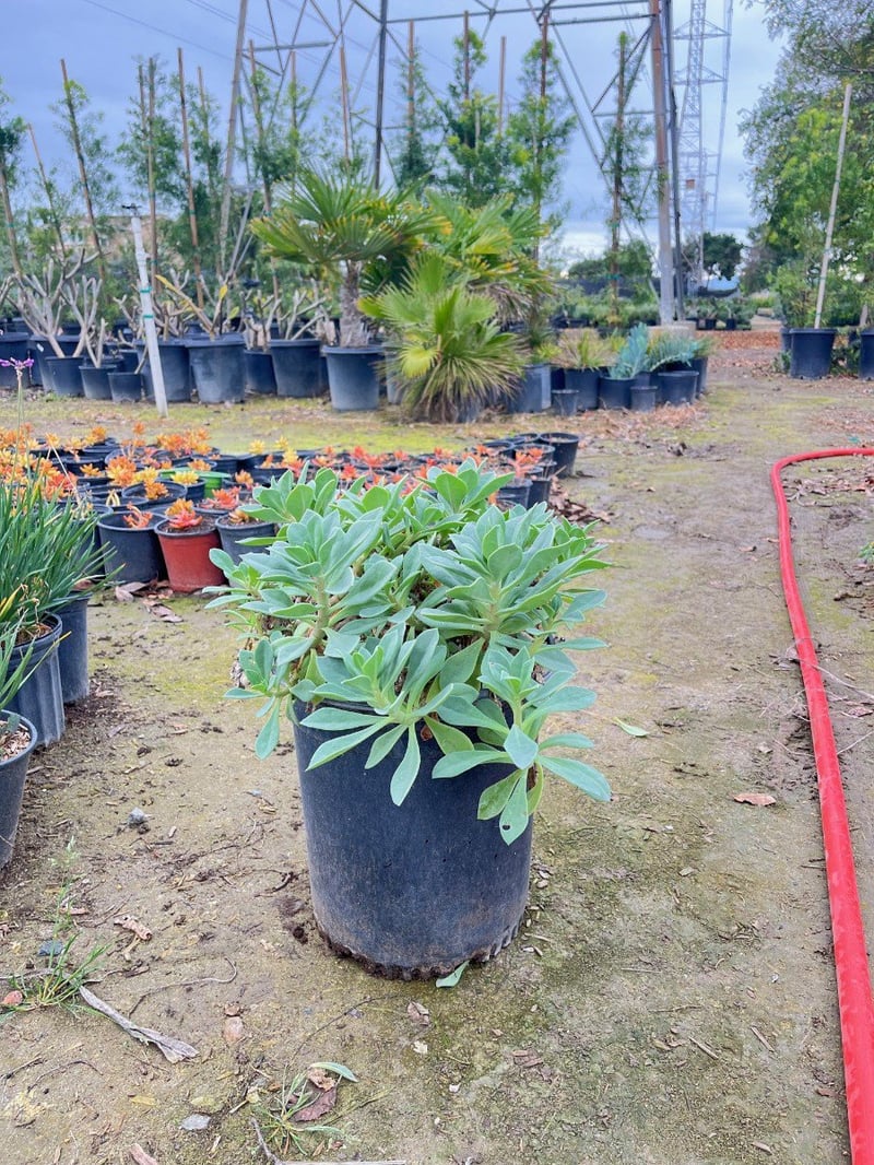 Photo for Cistanthe grandiflora (Rock Purslane)