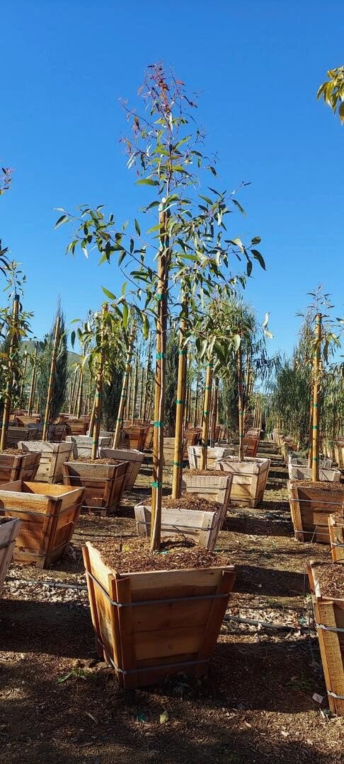 Photo for Eucalyptus citriodora (Corymbia citriodora) (Lemon Scented Gum)