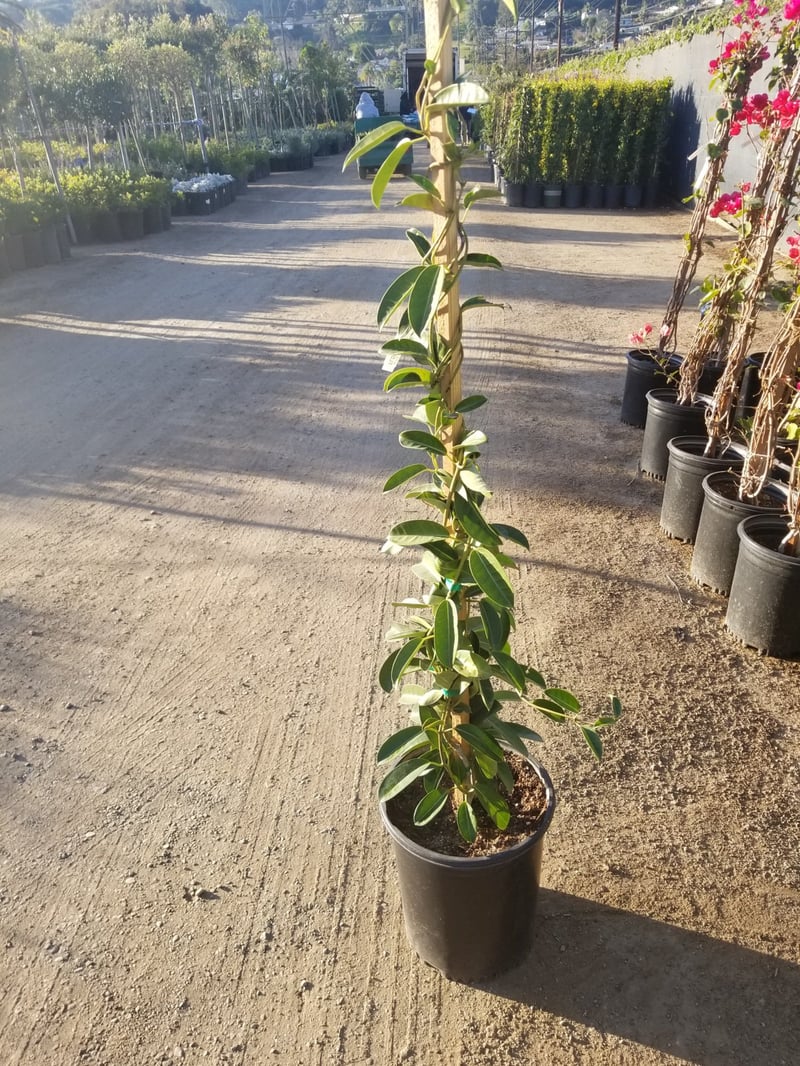 Photo for Stephanotis floribunda (Staked) (Madagascar Jasmine)