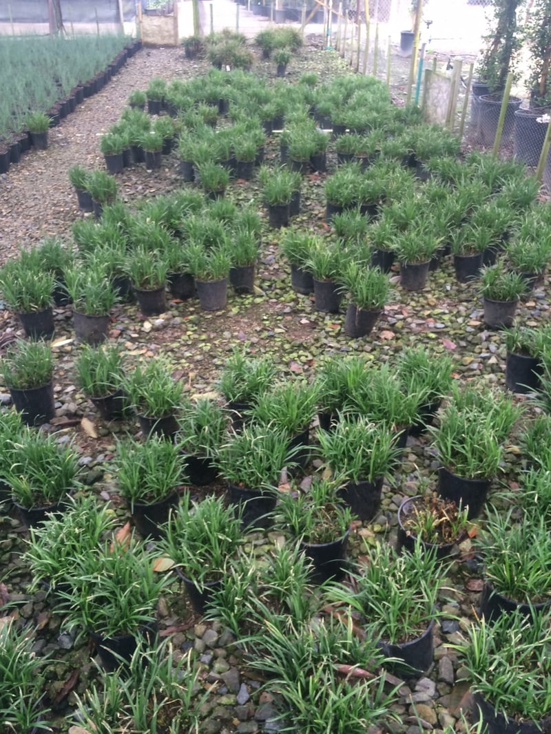 Photo for Liriope muscari (Lily Turf)