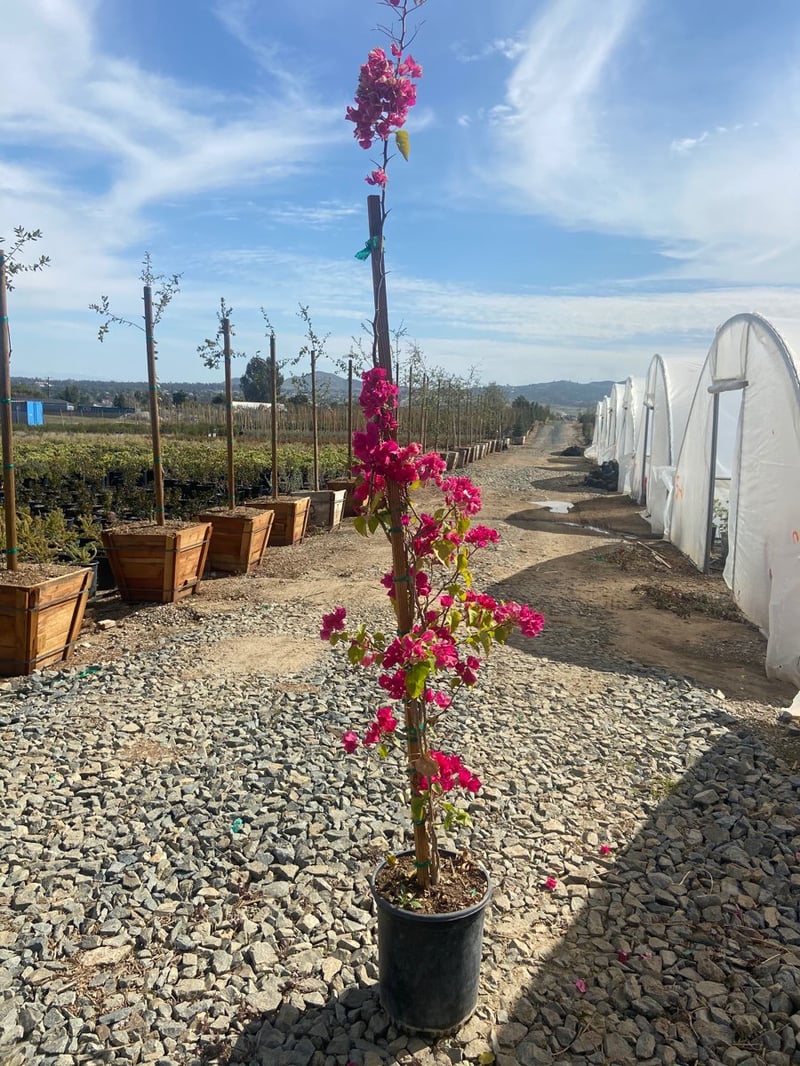 Photo for Bougainvillea 'Barbara Karst' (Barbara Karst Bougainvillea)