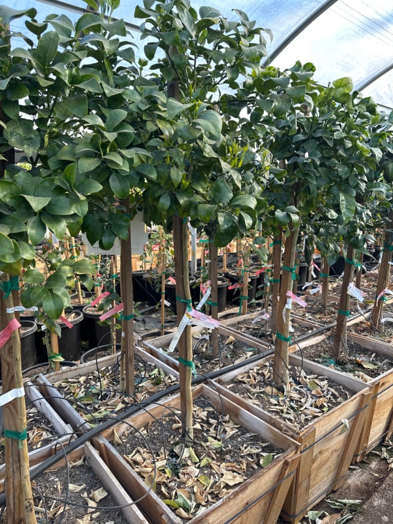 Photo for Citrus paradisi (Grapefruit )