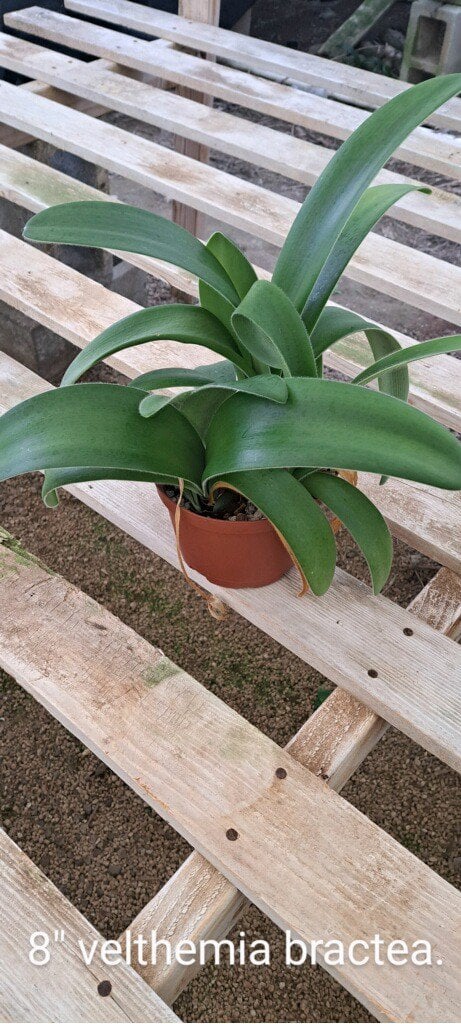 Photo for Veltheimia bracteata (Forest Lily)