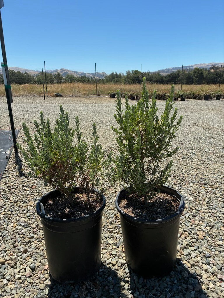 Photo for Leucophyllum frutescens 'Green Cloud' (Green Cloud Texas Ranger)