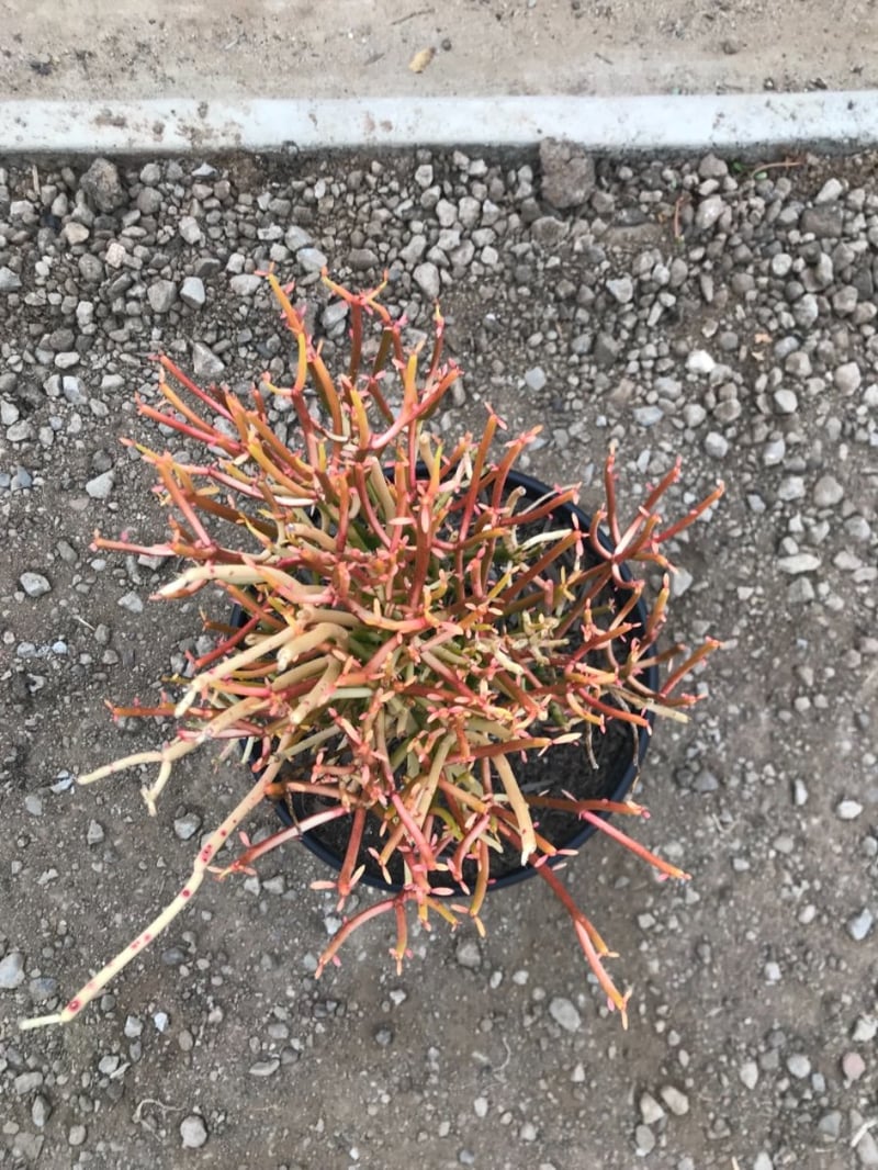 Photo for Euphorbia tirucalli 'Sticks on Fire' (Red Pencil Tree)
