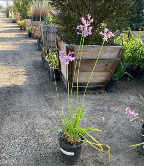 Photo for Tulbaghia violacea (Society Garlic)