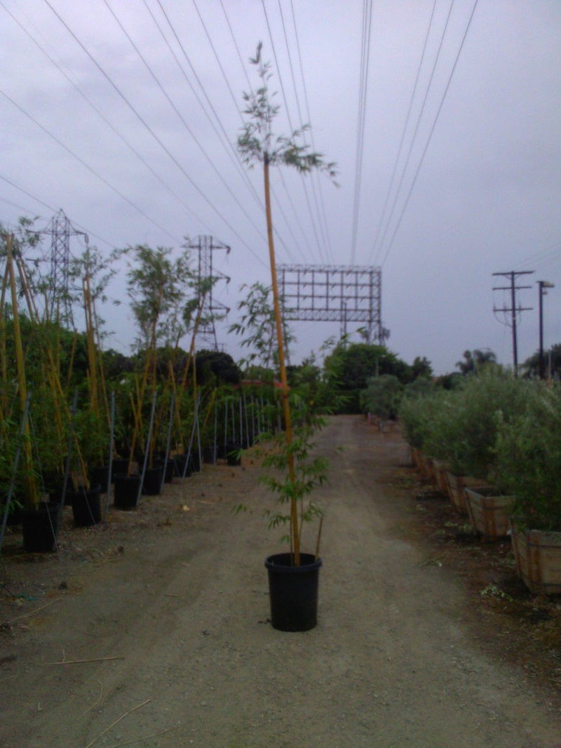Photo for Bambusa textilis (Weaver's Bamboo)