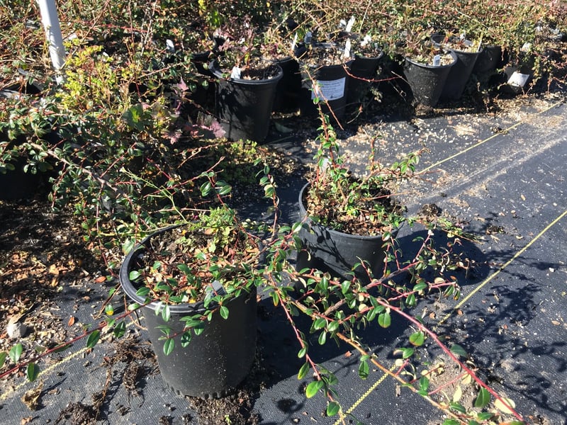 Photo for Cotoneaster dammeri 'Lowfast' (Lowfast Bearberry Cotoneaster)