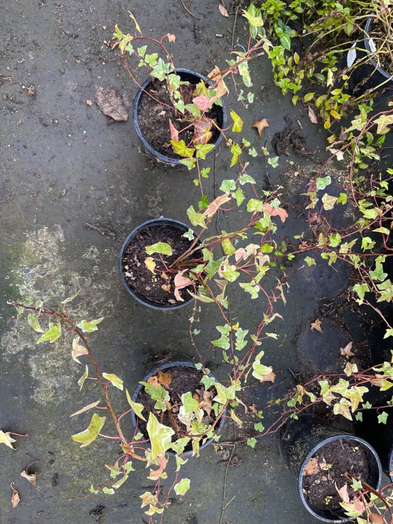 Photo for Hedera helix 'Variegata' (Variegated English Ivy)