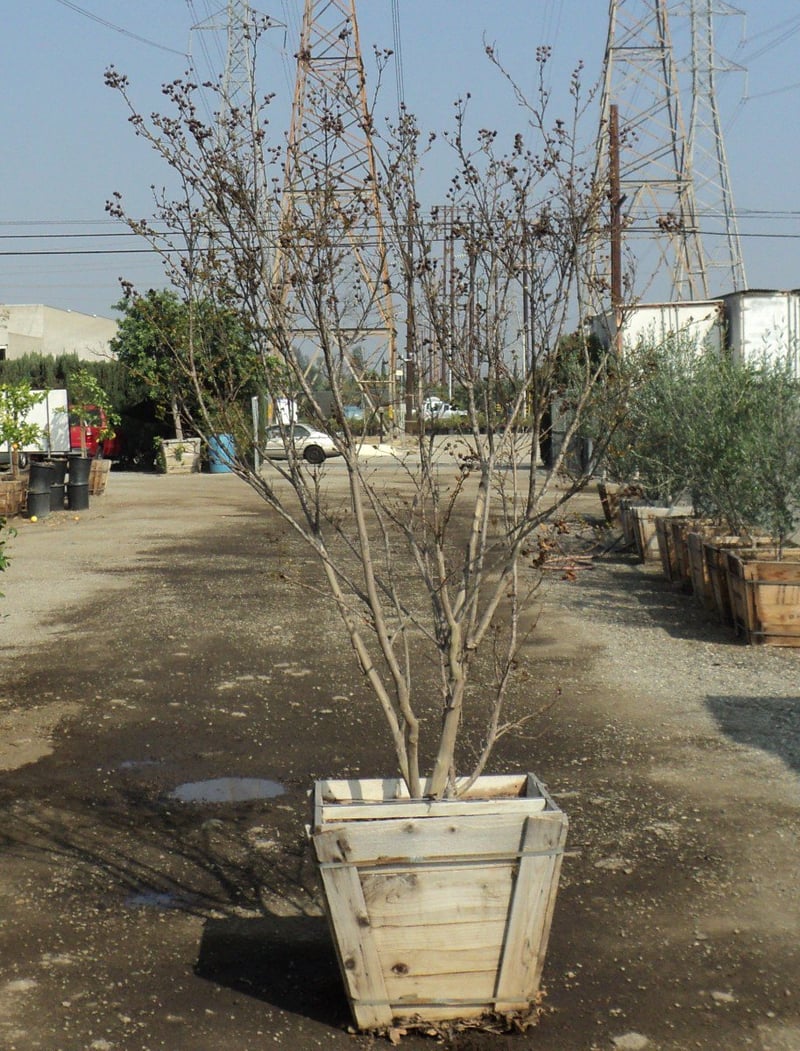 Photo for Lagerstroemia indica 'Muskogee' (Multi) (Muskogee Crape Myrtle)