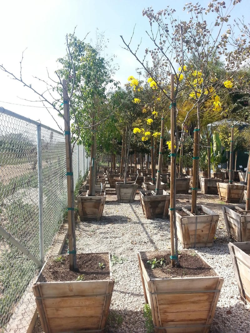 Photo for Cercis canadensis 'Forest Pansy' (Standard) (Purple-leaved Eastern Redbud)