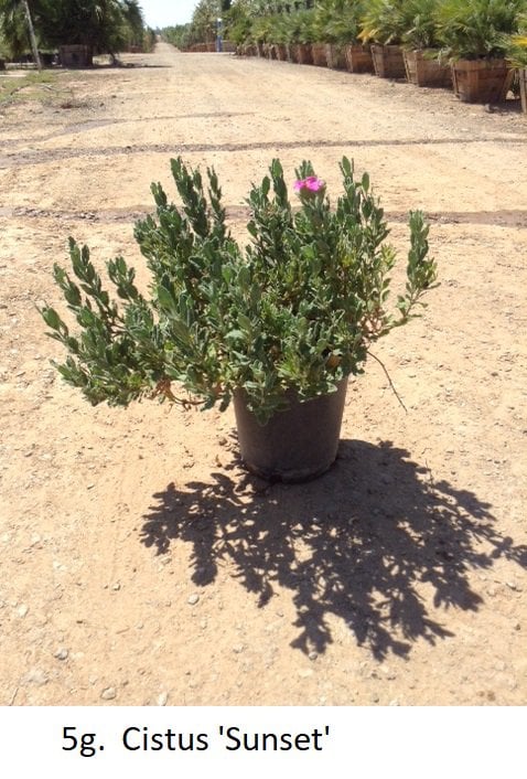 Photo for Cistus x pulverulentus 'Sunset' (Magenta rock rose)