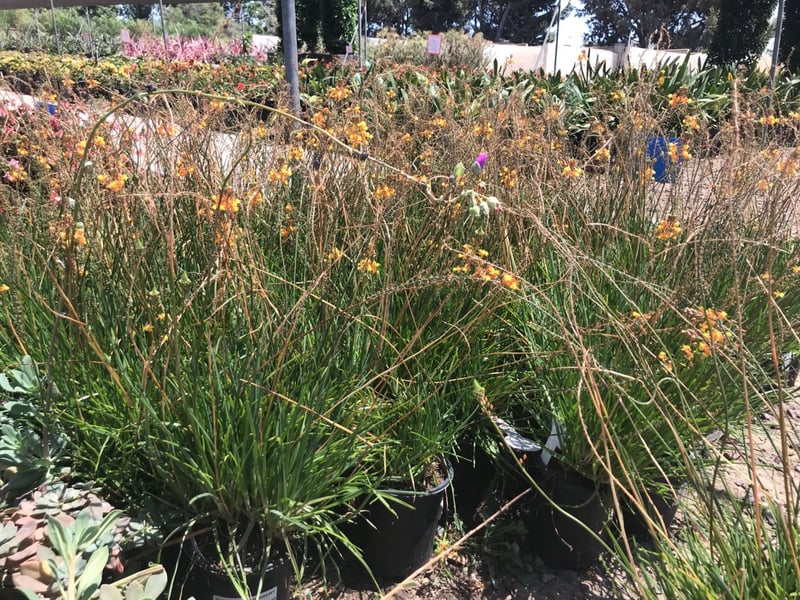 Photo for Bulbine frutescens 'Tiny Tangerine' (Tangerine Stalked Bulbine)