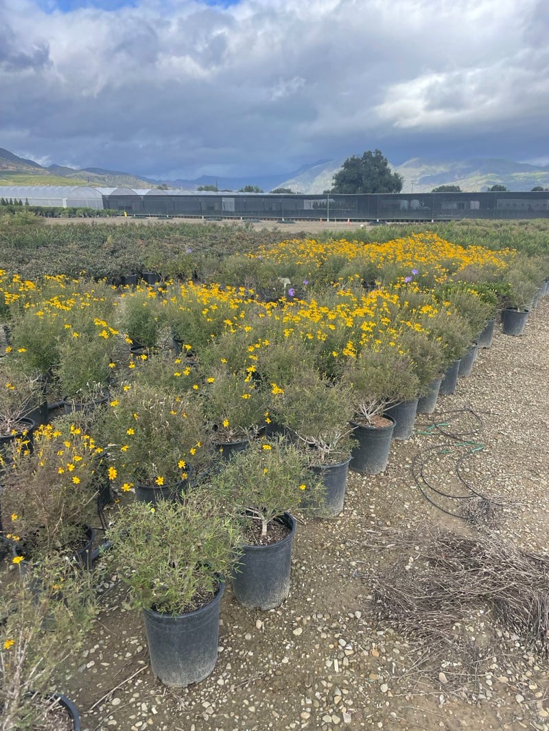 Photo for Tagetes lemmonii (Mountain Marigold)