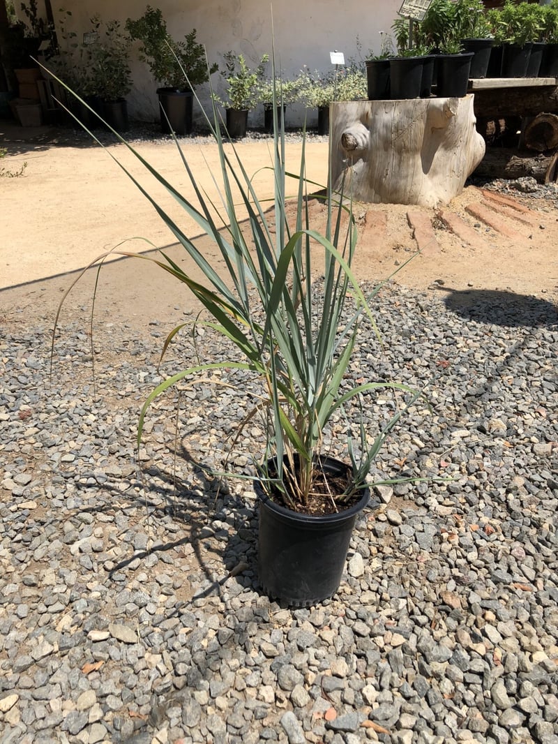 Photo for Festuca californica (California Fescue)