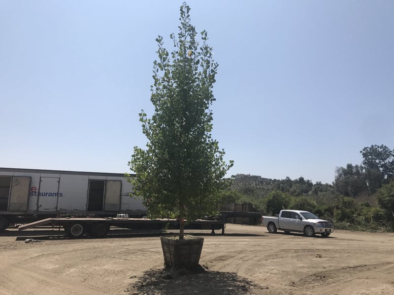 Photo for Populus fremontii (Western Cottonwood)