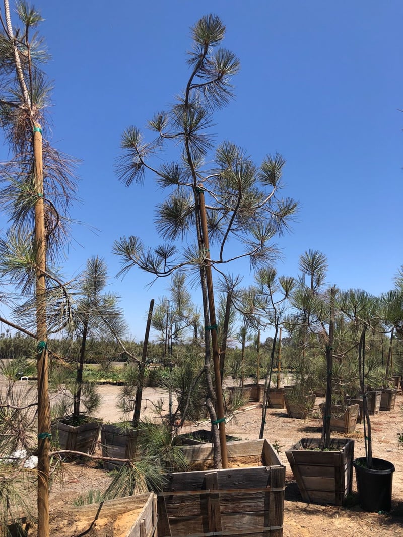 Photo for Pinus torreyana (Torrey Pine)
