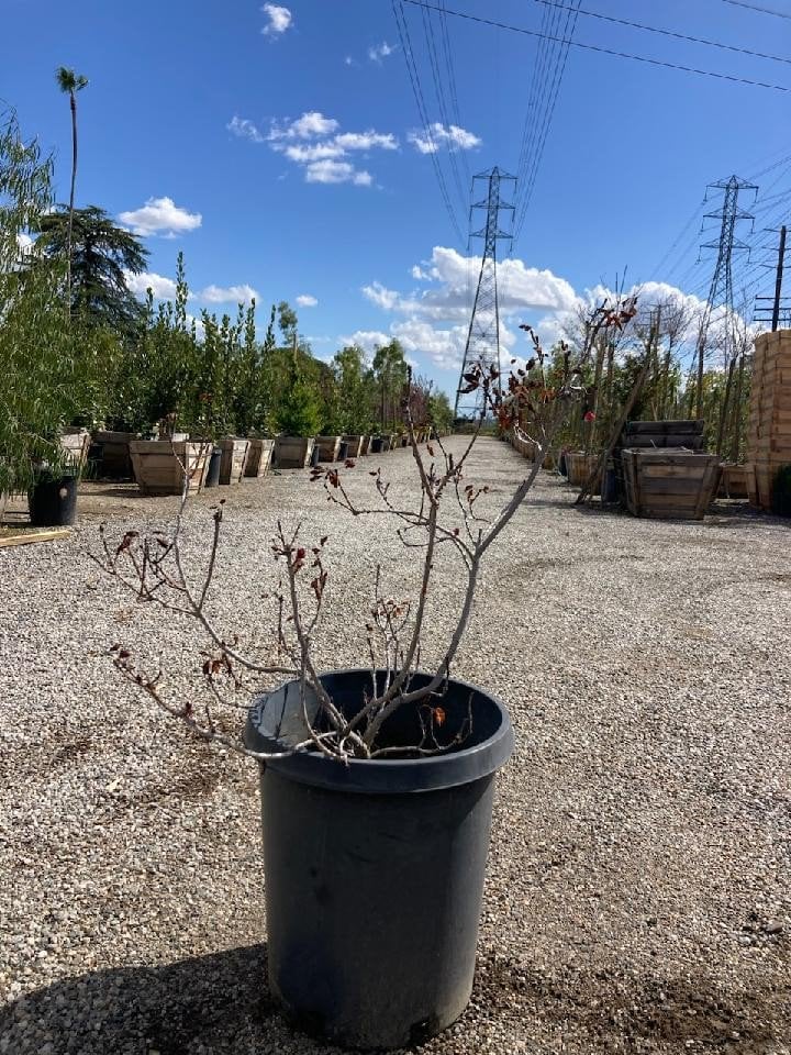 Photo for Cotinus coggygria 'Royal Purple' (Royal Purple Smoke Tree)