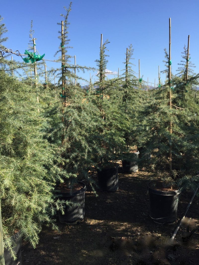 Photo for Cedrus deodara (Standard) (Deodar Cedar)