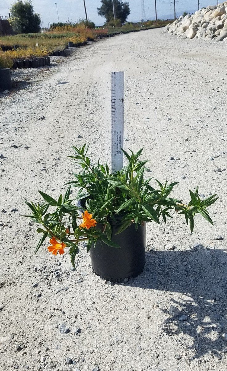 Photo for Mimulus 'Jelly Bean Orange' (Jelly Bean Orange Monkey Flower)