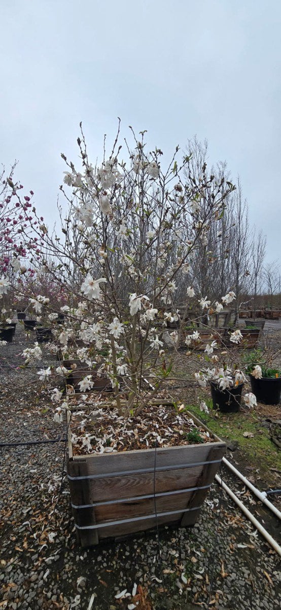 Photo for Magnolia stellata (Multi) (Star Magnolia)