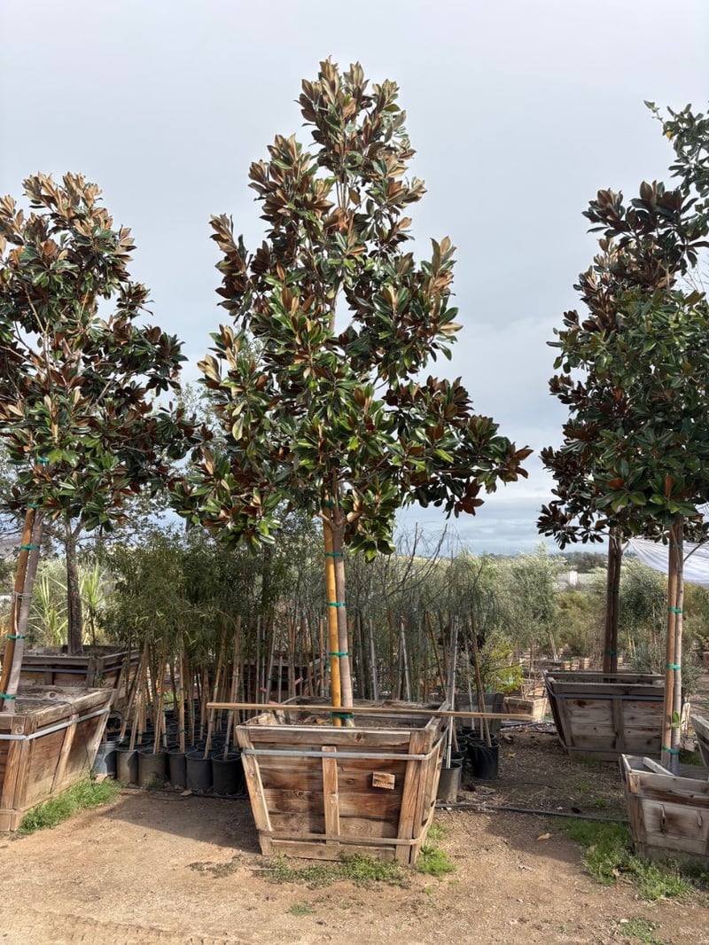 Photo for Magnolia grandiflora 'Saint Mary' (Saint Mary Southern Magnolia)