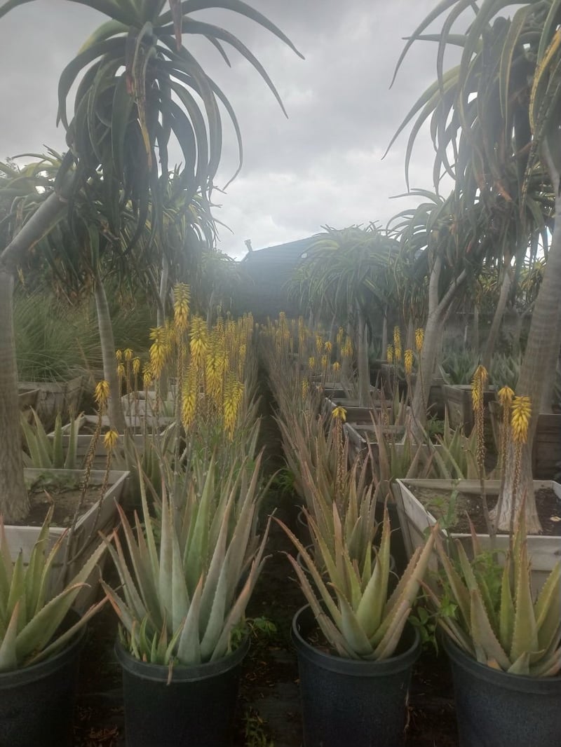 Photo for Aloe barbadensis (Medicinal Aloe Vera)