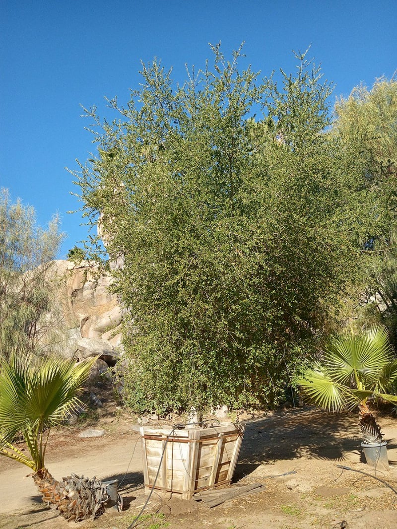 Photo for Quercus agrifolia (Natural) (Coast Live Oak)