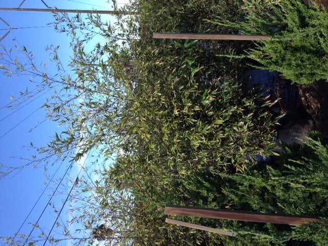 Photo for Phyllostachys nigra (Black Bamboo)