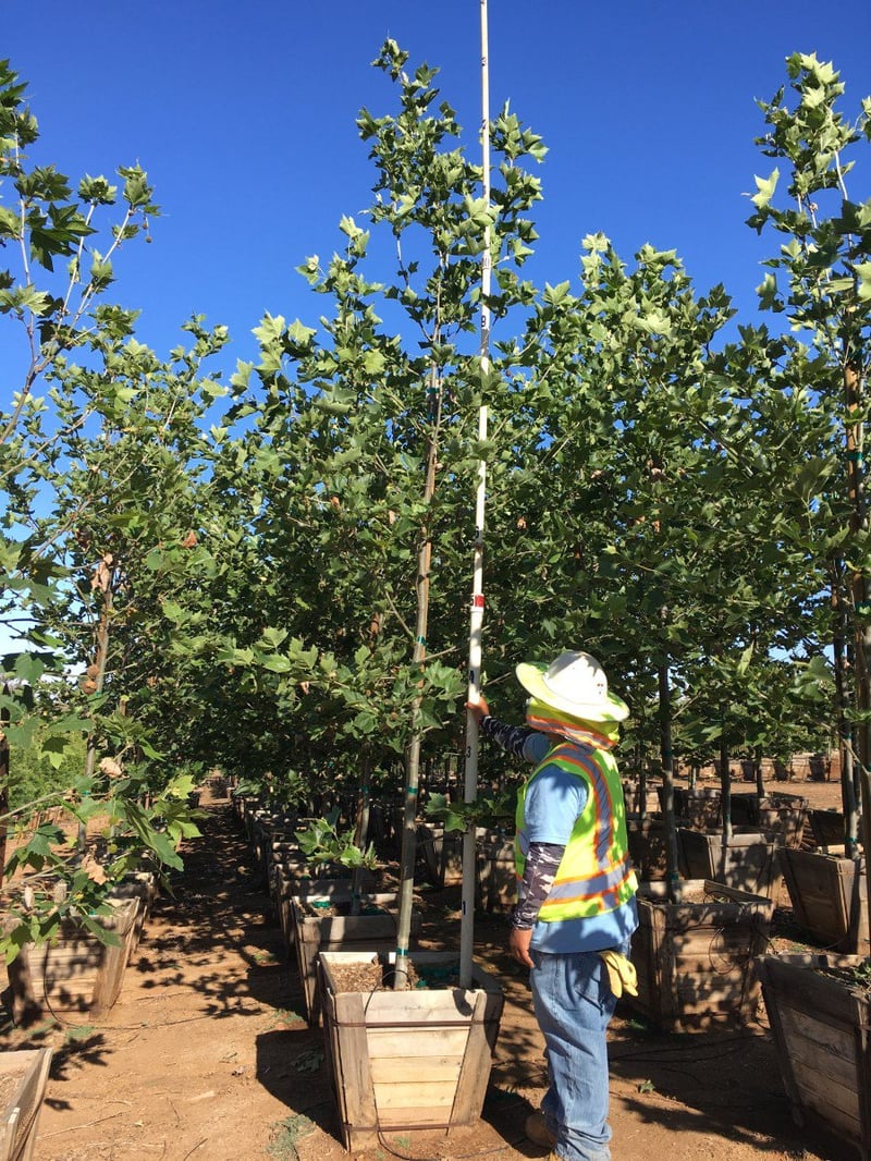 Photo for Platanus x acerifolia (Standard) (London Plane Tree)