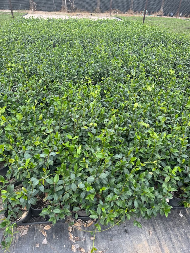 Photo for Trachelospermum jasminoides (Bush) (Star Jasmine (BUSH))