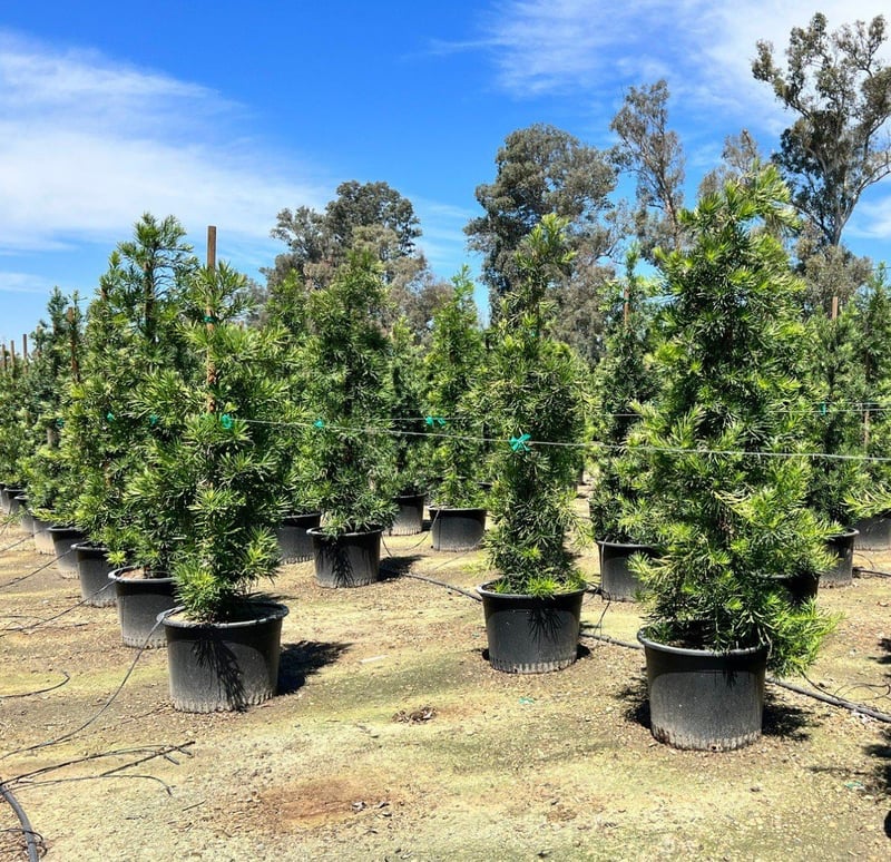 Photo for Podocarpus macrophyllus 'Maki' (Column) (Shrubby Yew Pine)
