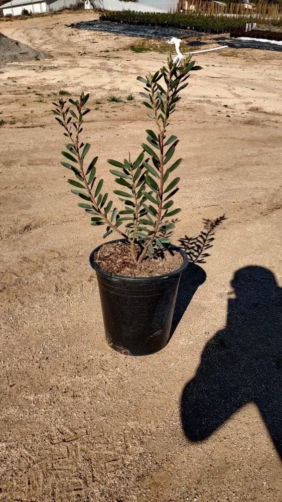 Photo for Leucadendron hybrid ‘Safari Sunset’ (Safari Sunset Conebush)