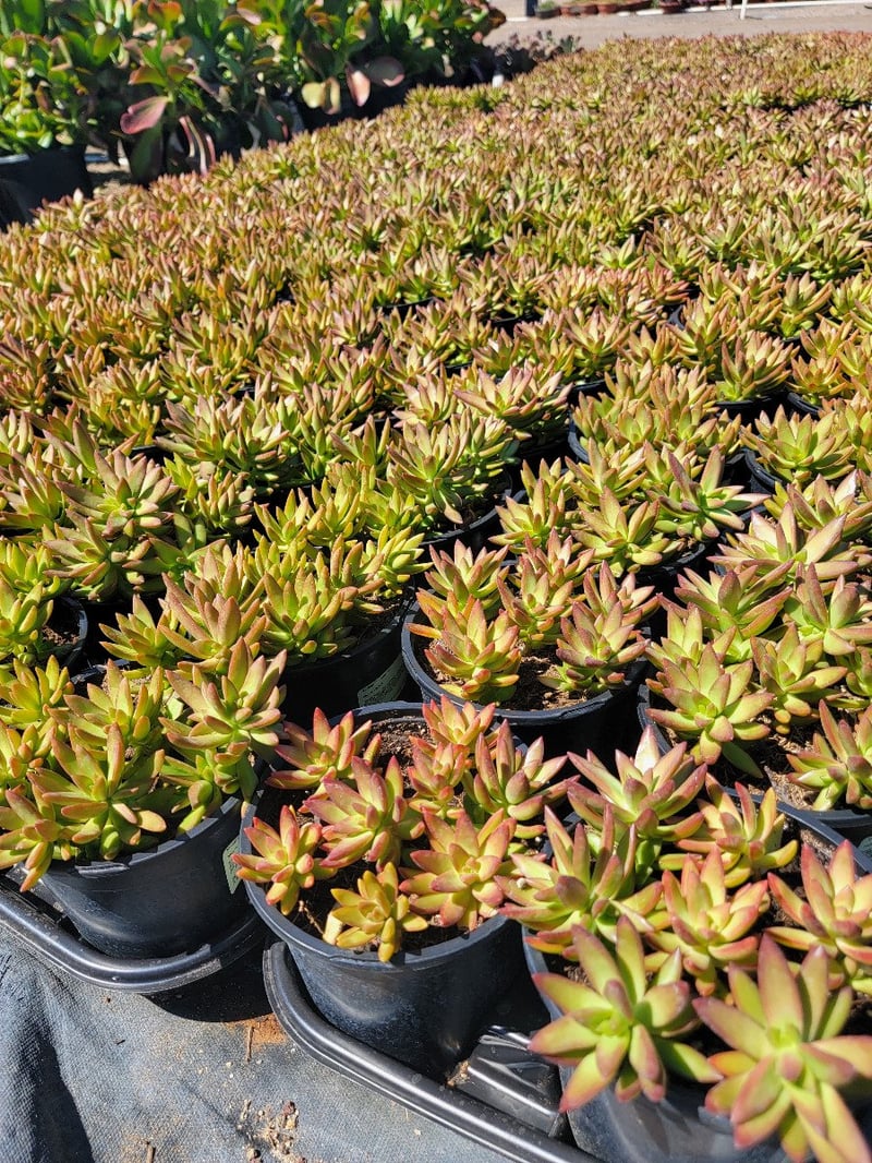 Photo for Sedum adolphii ‘Firestorm’ (Firestorm Sedum)