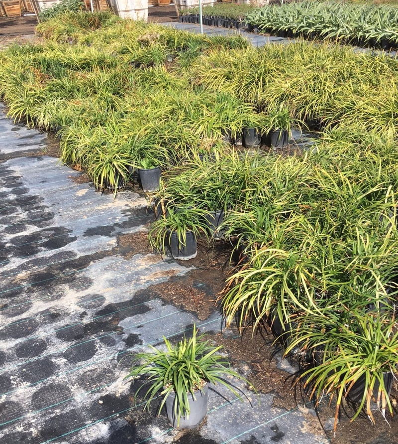 Photo for Liriope muscari (Lily Turf)