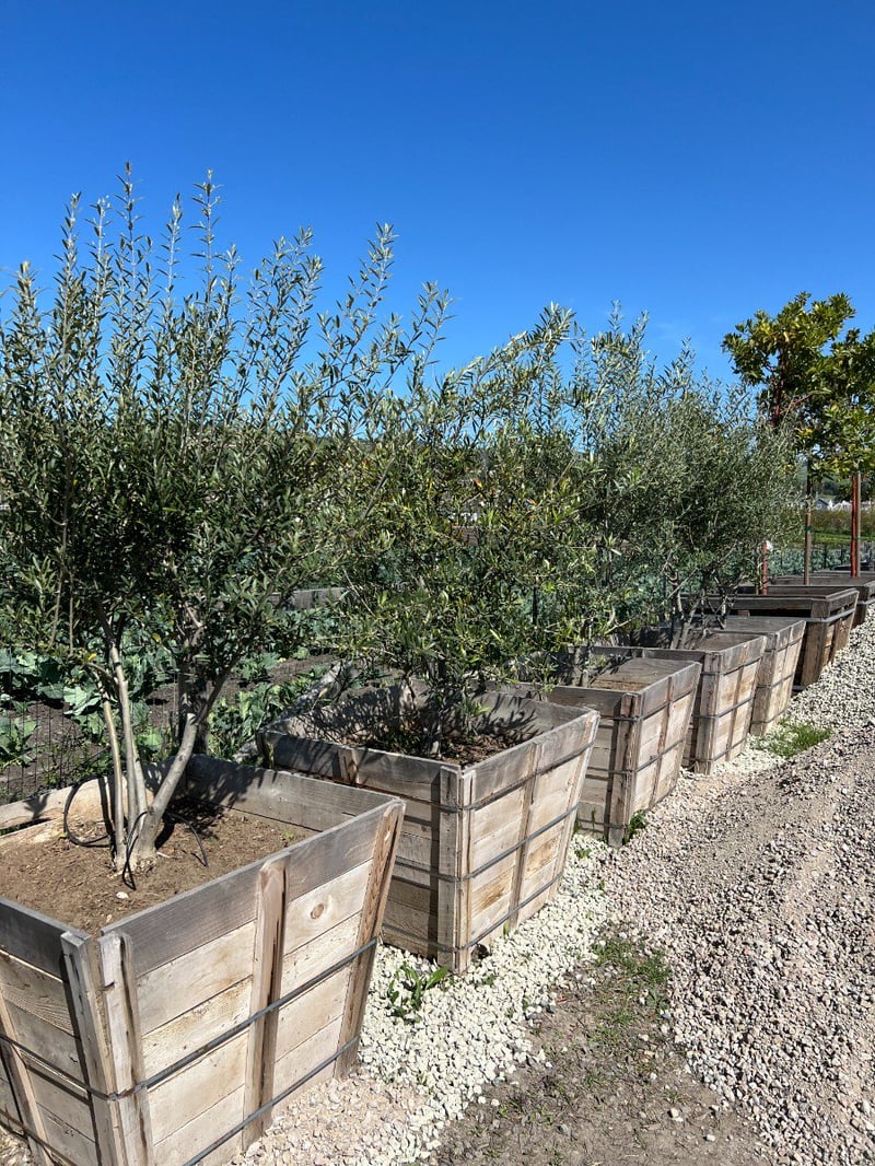 Photo for Olea europaea 'Wilsonii' (Low Branch) (Wilsonii Fruitless Olive)