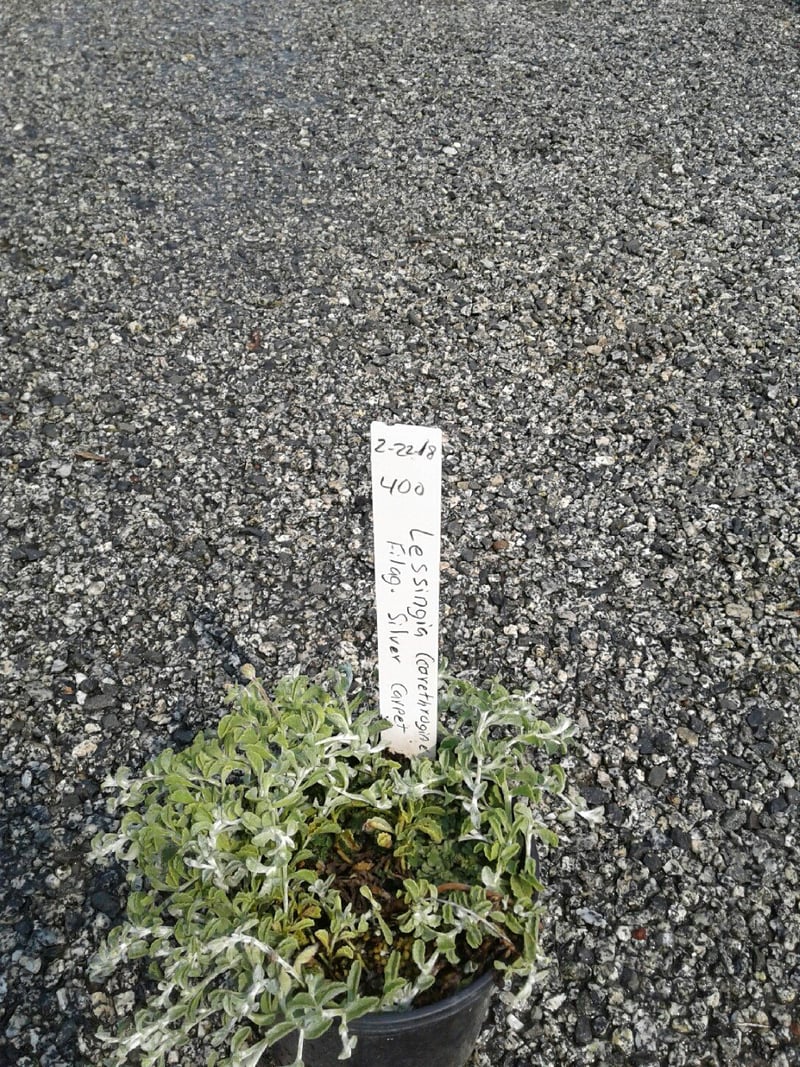 Photo for Lessingia filaginifolia 'Silver Carpet' (Silver Carpet Beach Aster )