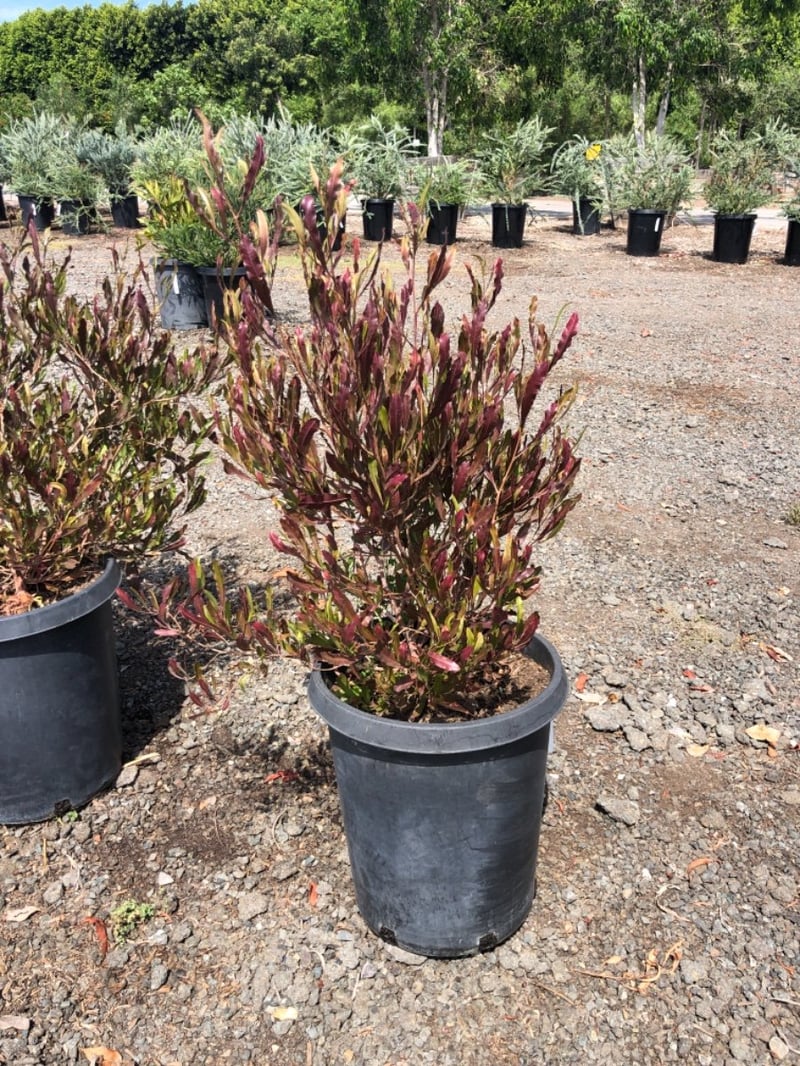 Photo for Dodonea viscosa (Hopseed Bush)