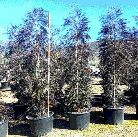 Photo for Agonis flexuosa 'Jervis Bay Afterdark' (After Dark Peppermint Tree)