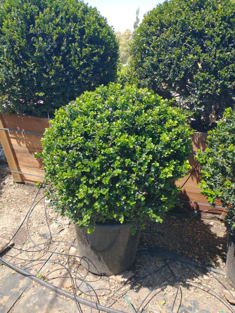 Photo for Buxus microphylla japonica 'Green Beauty' (Globe) (Green Beauty Boxwood Globe)
