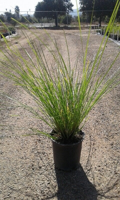 Photo for Lomandra longifolia 'Breeze' (Dwarf Mat Rush 'Breeze')