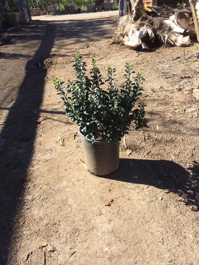 Photo for Rhaphiolepis umbellata 'Minor' ('Gulf Green') (Dwarf Yeddo Hawthorn)