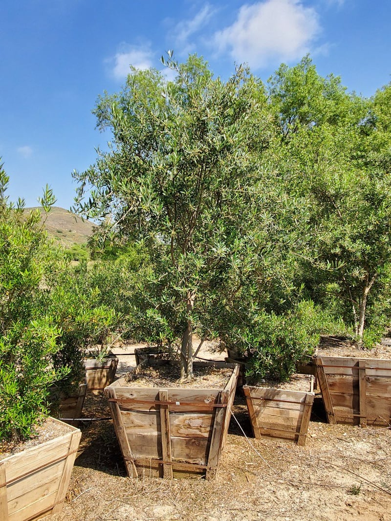 Photo for Olea europaea (Multi) (Olive Tree)