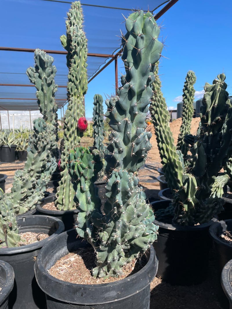 Photo for Cereus peruvianus 'Monstrosus' (Blue Monstrose Cactus, Curiosity Cactus)