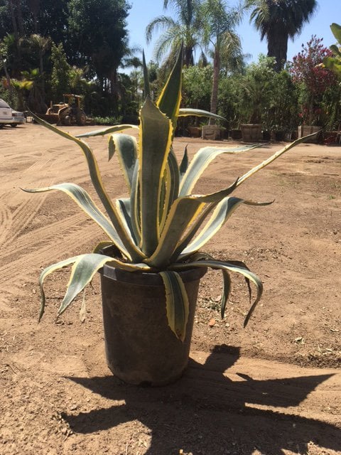 Photo for Agave americana var. marginata (Variegated Century Plant)