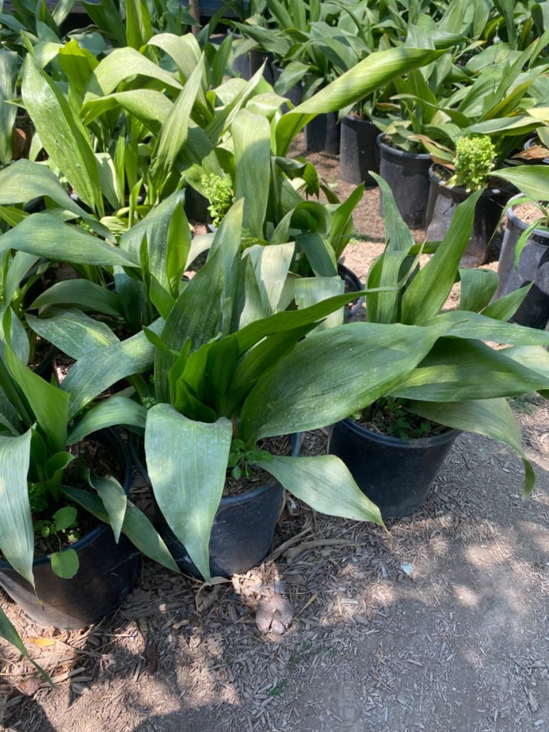 Photo for Aspidistra elatior (Cast Iron Plant)