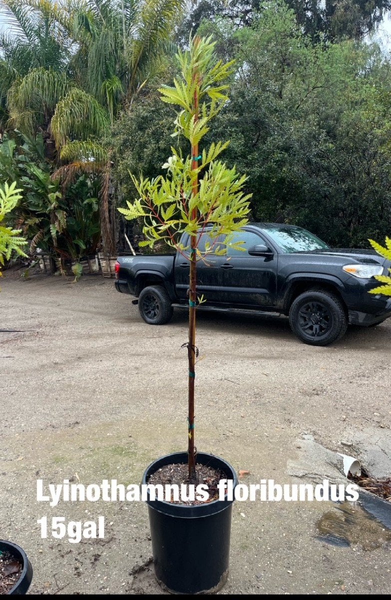Photo for Lyonothamnus floribundus asplenifolius (Catalina Ironwood)